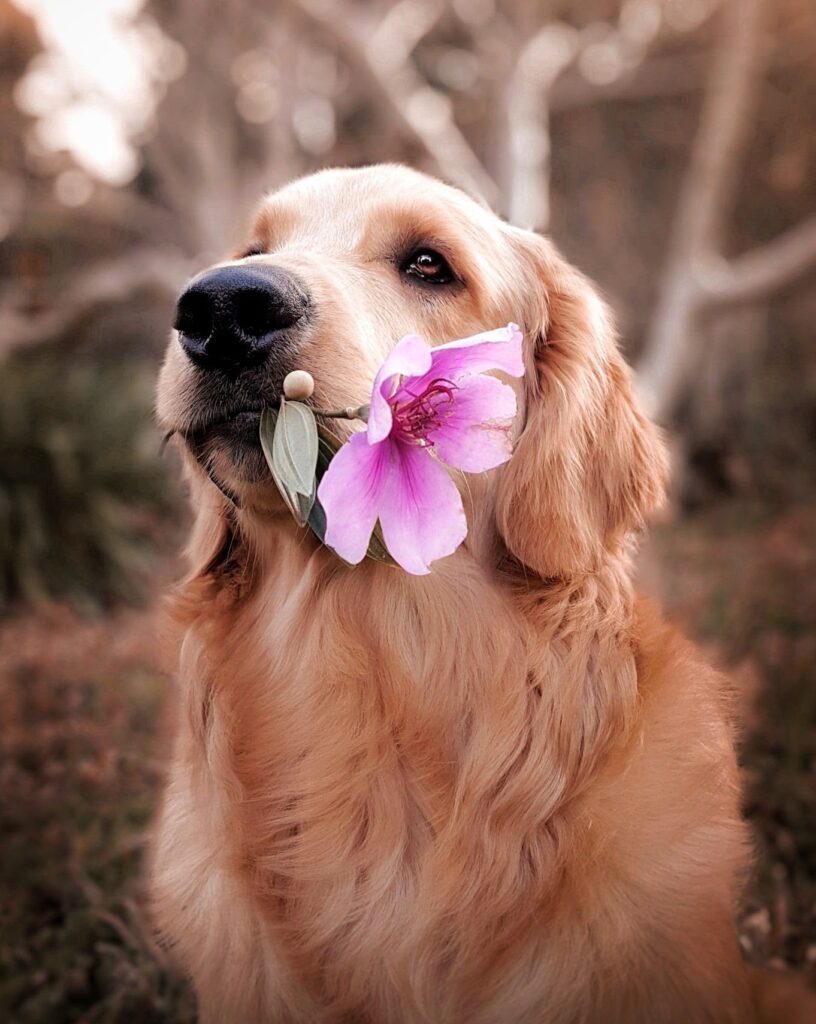 dog holding flower