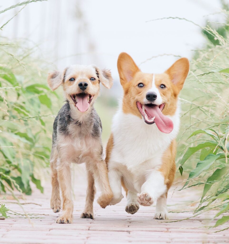 dogs playing together