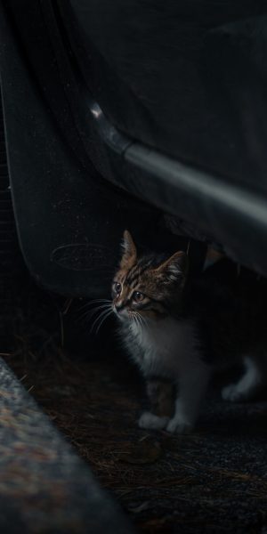 cat under car