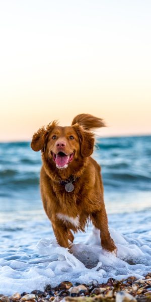 dog running on beach