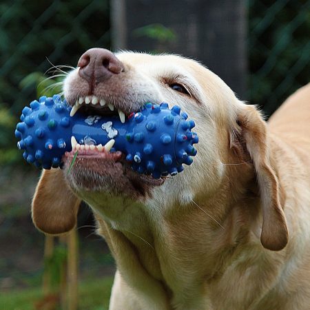 dog playing with toy