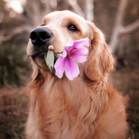 dog holding flower