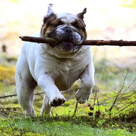 dog with stick