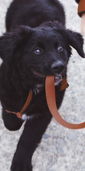 dog on a walk