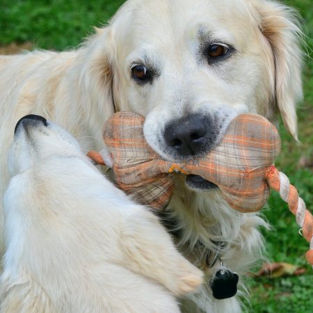 dogs playing with toy